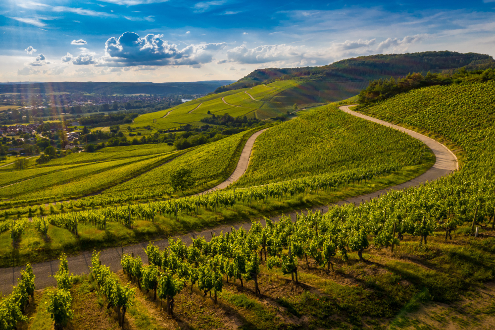 Vignoble saumurois Vignoble saumurois
