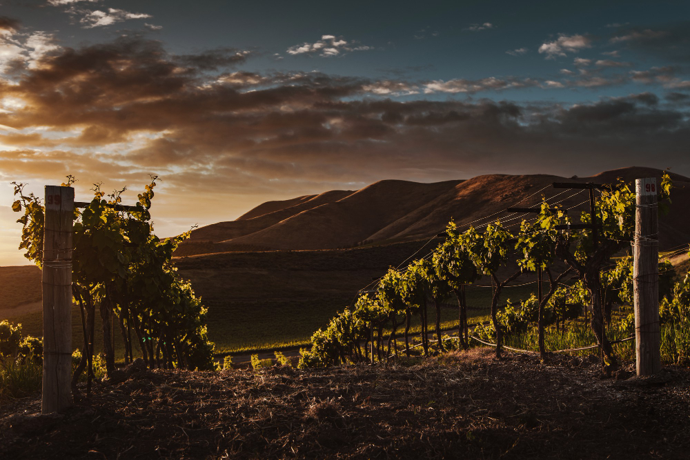 Vignoble saumurois Vignoble saumurois